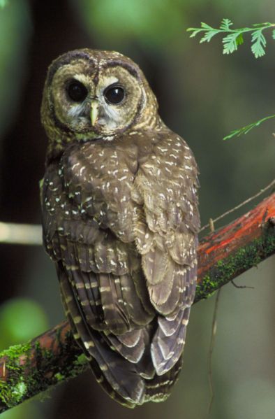Northern_Spotted_Owl_US_FWS.jpg