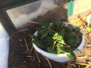 spinach in cold frame