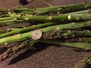 asparagus 2016